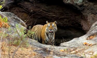Bandhavgarh National Park tiger reserve Madhya Pradesh wildlife | MP VACATION INDORE