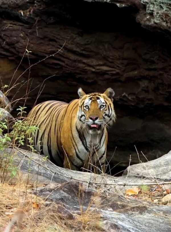 Bandhavgarh National Park tiger reserve Madhya Pradesh wildlife | MP VACATION INDORE