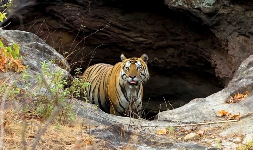 Tiger Reserves in Madhya Pradesh – Explore India’s Wild Heart