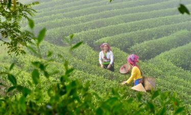 Coorg Kodagu hill station coffee plantations Karnataka | MP VACATION INDORE