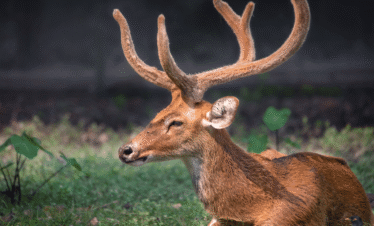 Kanha National Park tiger reserve and wildlife Madhya Pradesh | MP VACATION INDORE