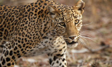 Panna National Park tiger reserve and Ken River Madhya Pradesh | MP VACATION INDORE