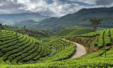 Munnar hill station tea plantations Kerala tourism | MP VACATION INDORE