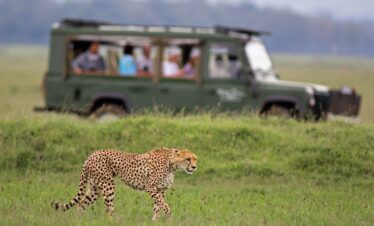 KANHA NATIONAL PARK wildlife safari destination Madhya Pradesh | MP VACATION INDORE