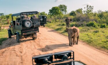 KANHA NATIONAL PARK forest landscape and wildlife Madhya Pradesh | MP VACATION INDORE