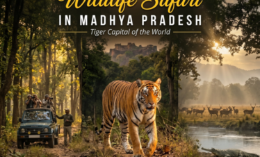 Wildlife Safari in Madhya Pradesh – Tiger Tours